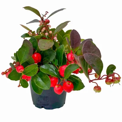 Scheinbeere, Mini, Topf-Ø 6 cm, 12 Pflanzen