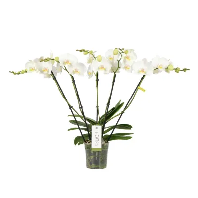 Schmetterlingsorchidee 'Theatro' Jazz weiß, 5 Blütenrispen, Topf-Ø 12 cm