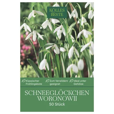 Schneeglöckchen, Galanthus Woronowii, 50 Blumenzwiebeln