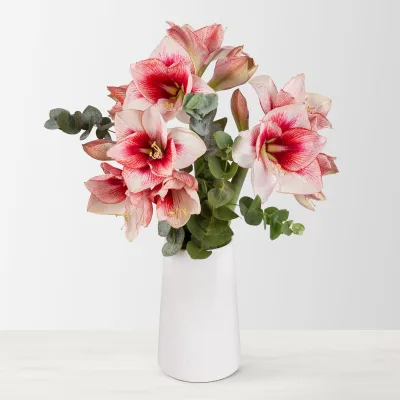 Schnittblumen-Mix aus 3 rot-weißen Amaryllis & 3 Eukalyptus