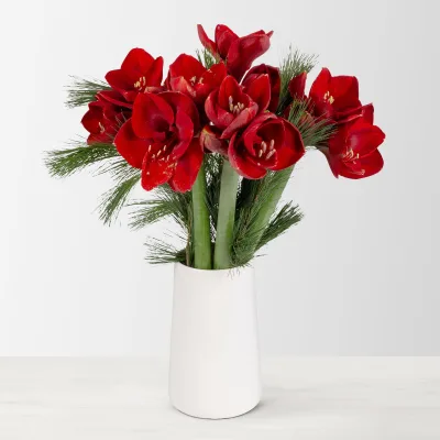 Schnittblumen-Mix aus 5 weihnachtsroten Amaryllis & 5 Seidenkiefer