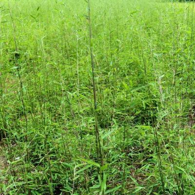 Schwarzrote Gartenbambus 'Jiuzhaigou 4 - Black Cherry', Topf 10 Liter, 2 Stück