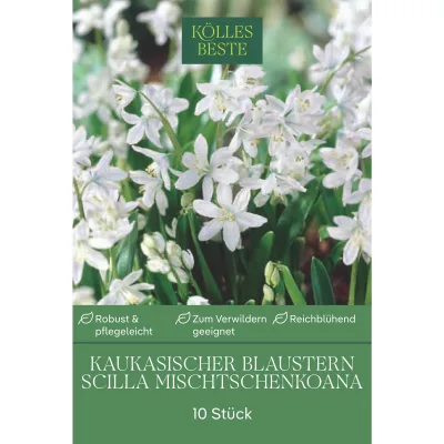 Scilla Mischtschenkoana (Blausternchen) weiß, 10 Blumenzwiebeln