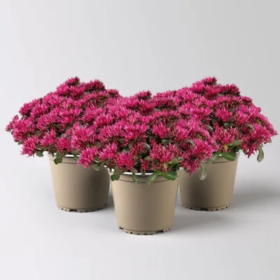 Sedum spurium 'Spot on® Deep Rose', dunkelrosa, Topf 12 cm Ø, 3 Pflanzen