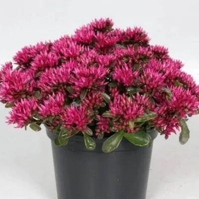 Sedum spurium 'Spot on® Deep Rose', dunkelrosa, Topf 12 cm Ø