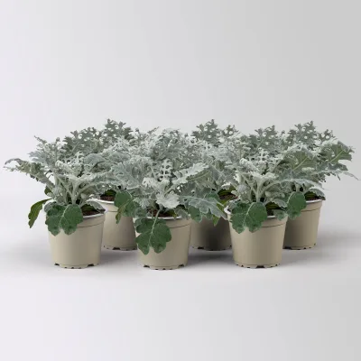 Silberblatt, grau/silber, Topf-Ø 12 cm, 6 Pflanzen