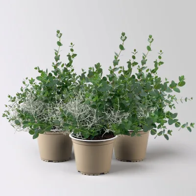 Silberdraht & Eukalyptus, Topf-Ø 13 cm, 3 Pflanzen