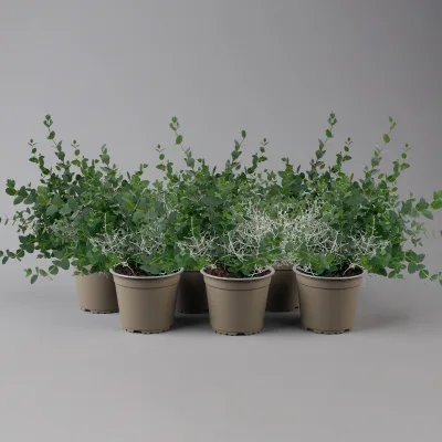 Silberdraht & Eukalyptus, Topf-Ø 13 cm, 6 Pflanzen