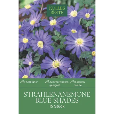 Strahlen-Anemonen Blanda 'Blue Shades', Größe 5+, 15 Blumenzwiebeln
