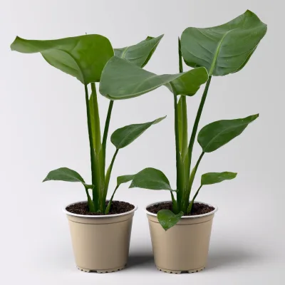 Strelitzia nicolai, Topf-Ø 12 cm, 2 Pflanzen