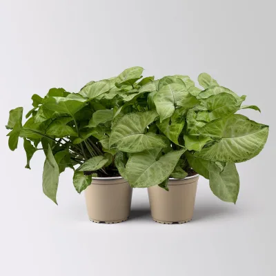 Syngonium 'White Butterfly', Topf-Ø 12cm, 2 Pflanzen