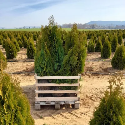 Thuja occidentalis 'Smaragd', Höhe 80 - 100 cm, mit Ballen, 20 Stück
