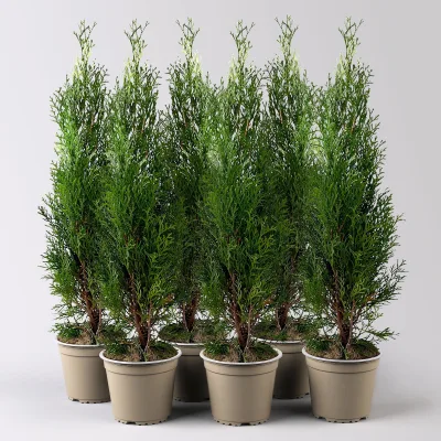 Thuja occidentalis 'Smaragd', Topf-Ø 13 cm, 6 Pflanzen