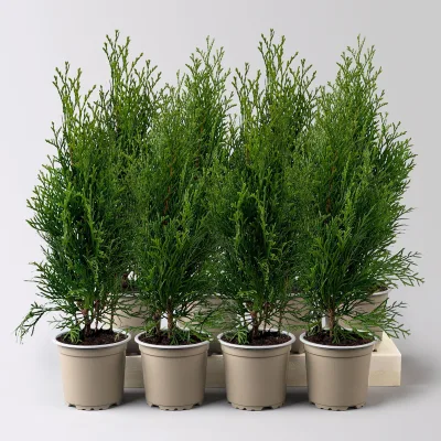Thuja occidentalis 'Smaragd', Topf-Ø 9 cm, 8 Pflanzen