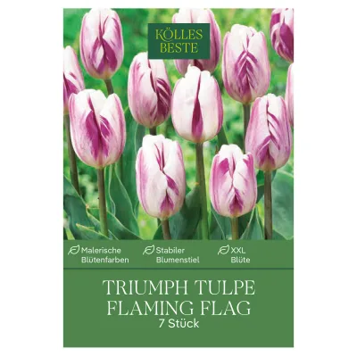 Triumph Tulpen Flig Flag purpur/weiß, 7 Blumenzwiebeln