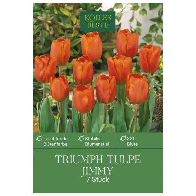 Triumph Tulpen Jimmy rot/orange, 7 Blumenzwiebeln