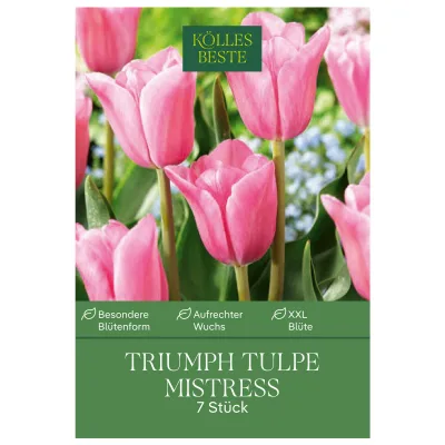 Triumph-Tulpen 'Mistress', Rosa, 7 Blumenzwiebeln, Größe 11/12