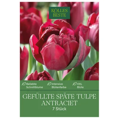 Tulpen 'Antraciet', Dunkelrot, gefüllte Blüten, 7 Blumenzwiebeln