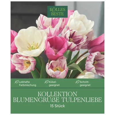 Tulpen 'Blumengrüße - Tulpenliebe', weiß, rosa, Größe 12+, 15 Blumenzwiebeln