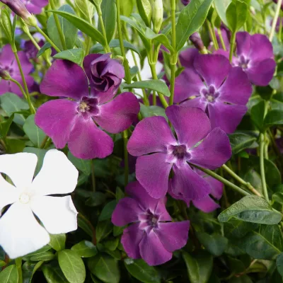Vinca minor Austria® Duo, rot-weiß, Topf 13 cm Ø, 6 Pflanzen