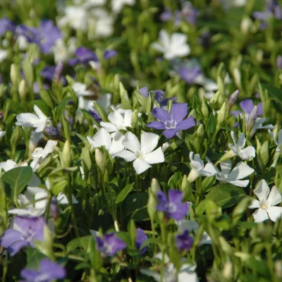 Vinca minor Bavaria® (Immergrün-Duo blau/weiß), 6er-Set, Topf 13 cm Ø