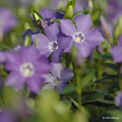 Vinca minor 'Marie' (Kleines Immergrün), 9 cm Topf, 12er-Set