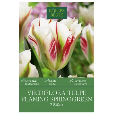 Viridiflora Tulpen 'Flaming Spring / Green', Rot-Weiß, 7 Blumenzwiebeln