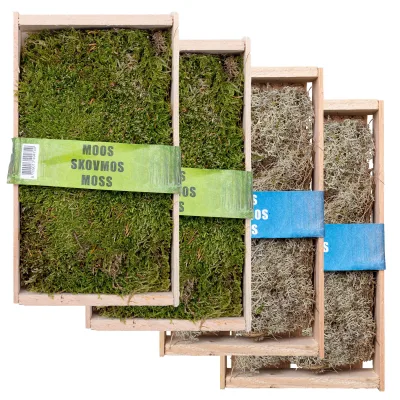 Wald- und Silbermoos in der Holzkiste, 4 Stück