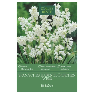 Waldhyazinthen (Hyacinthoides Hispanica) weiß, 10 Blumenzwiebeln