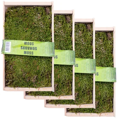 Waldmoos in der Holzkiste, ca. 25x13x7 cm, 4 Stück