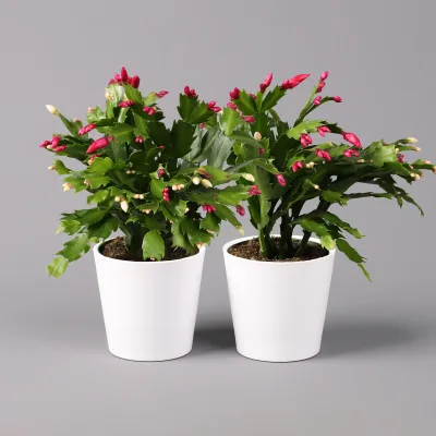 Weihnachtskaktus 'Duo', 2 Farben, mit Übertopf weiß, Topf-Ø 12 cm, 2 Pflanzen