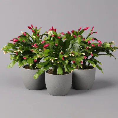 Weihnachtskaktus 'Duo', Farben zufällig , Topf-Ø 12 cm, 3 Pflanzen