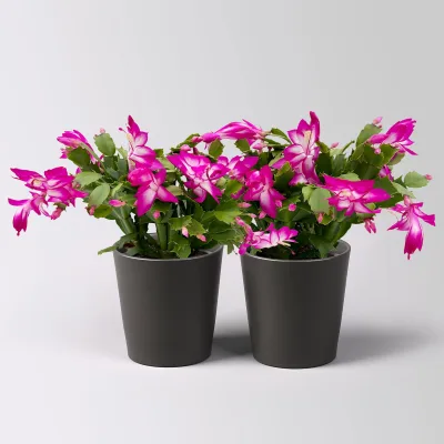 Weihnachtskaktus, lila, mit Übertopf Dallas anthrazit, Topf-Ø 12 cm, 2 Pflanzen