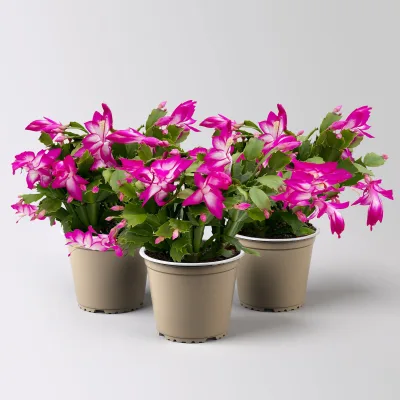 Weihnachtskaktus, lila, Topf-Ø 12 cm, 3 Pflanzen