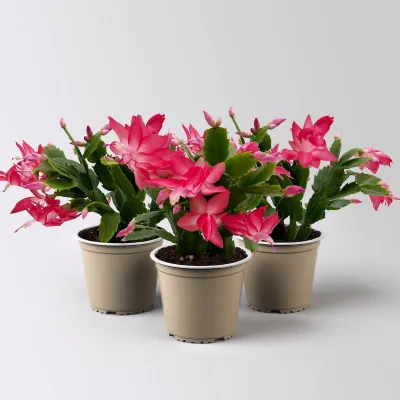 Weihnachtskaktus, rosa, Topf-Ø 12 cm, 3 Pflanzen