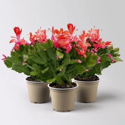 Weihnachtskaktus, rot, Topf-Ø 12 cm, 3 Pflanzen