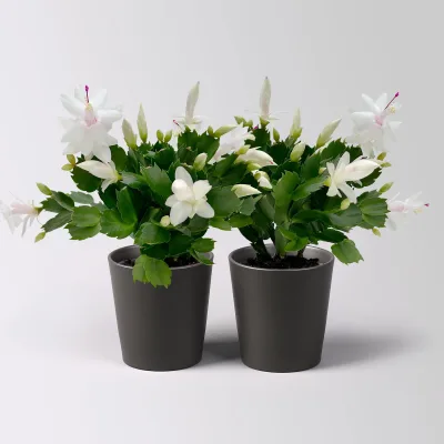 Weihnachtskaktus, weiß, mit Übertopf Dallas anthrazit, Topf-Ø 12 cm, 2 Pflanzen