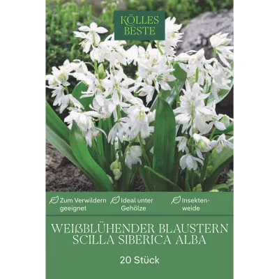 Weißes Blausternchen (Scilla Silberica alba) weiß, 20 Blumenzwiebeln
