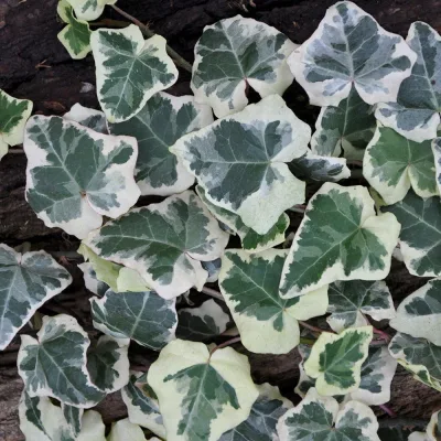 Weißgrüner Efeu, Hedera helix 'Marginata Elegantissima', 2er Set, im 2 l Topf