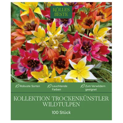 Wildtulpen Kollektion 'Trockenkünstler', 100 Blumenzwiebeln, Größe 6/+