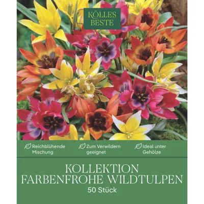 Wildtulpen-Mischung, bunt, 50 Blumenzwiebeln