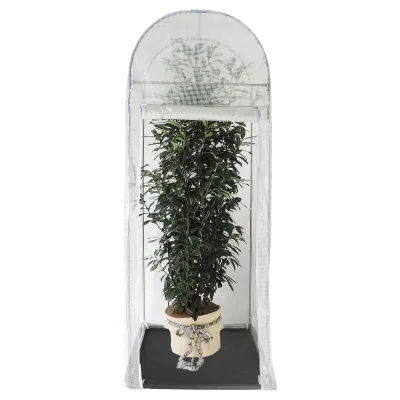 Winterschutz Frost-Schutzhaus 'Palm-Protect', transparent, 100 x 100 x H250 cm