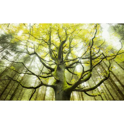 Xora Fototapete Grün 450x280 cm