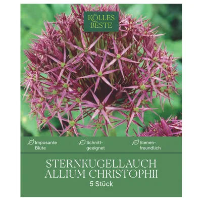 XXL Allium Christophii (Sternkugellauch) lila/purpur, 5 Blumenzwiebeln