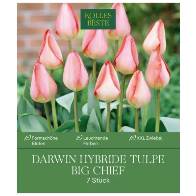 XXL Darwin Hybride-Tulpen 'Big Chief', Gelb, Rosa, Rot, 10 Blumenzwiebeln