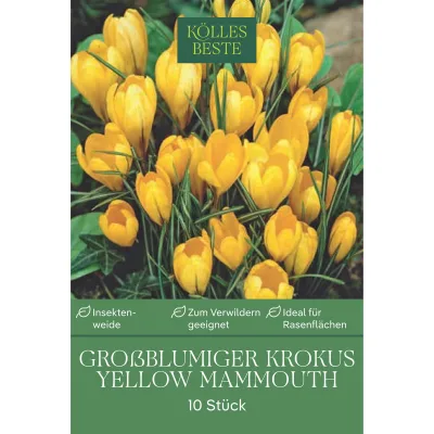 XXL Großblumige Krokusse Yellow Mammouth gelb, 10 Blumenzwiebeln