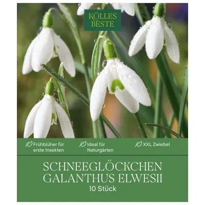 XXL Schneeglöckchen (Galanthus Elwesii) weiß, 10 Blumenzwiebeln