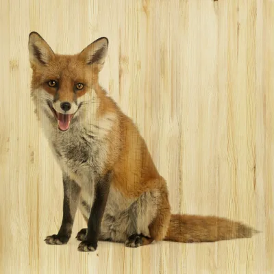 XXXLutz Babywanddeko Felix Fuchs Mehrfarbig 60x60x3 cm