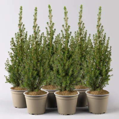 Zuckerhutfichte 'Perfecta'®, Topf-Ø 13 cm, 6 Pflanzen