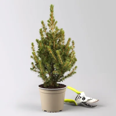 Zuckerhutfichte, Picea glauca 'Perfecta', Topf 5 Liter